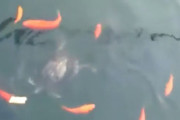 一片のパンを池に投入。魚やカメたちの争奪戦の中、漁夫の利を得たものは？