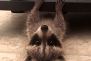 「可愛死続出！」アライグマの赤ちゃんが飼主さんと遊ぶ様子が可愛すぎる！！