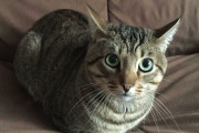 外国人「この座り方をしてる猫がキュートなので写真を集めてみた！」