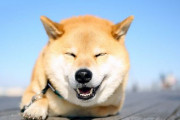 海外「日本で柴犬を飼う場合、月々の費用は幾ら位だろう？」柴犬の飼育費に対する海外の反応