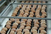 韓国人「韓国人が驚愕した日本で生卵を安心して食べられる理由がこちら‥」→「これは衝撃だわ（ﾌﾞﾙﾌﾞﾙ」