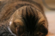 外国人「日本人は猫が眠る姿勢をごめん寝と名付けてるらしい」