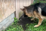 【海外】「飼い主を驚かせた！シェパード犬たちが閉じ込められた小屋に繰り返し戻った理由とは？」