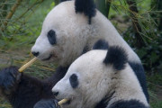 世界がヒヨるあの人の笑顔！？中国の、あの女性が素になって魅了した瞬間の動画が話題に！「実は世界の多くの人が気にはなっている人！」「金正恩氏の笑顔にもほっこり」海外の反応