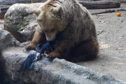クマの居る池に落ちてしまった青いカラス→食べられるかと思いきや、優しいクマさんが引き上げて救助？！