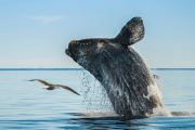 【海外】36年前の標本から初めて発見された「両性具有」のミナミセミクジラ：海洋生態における驚きの発見
