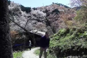 富士山と吉野山で、桜を見る！そして、食べる！？