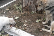 ご飯を食べている間も側に…空腹の白猫ちゃんと、付き添うように側にいる優しい野良犬。