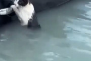 世界のネット「ドバイの洪水で猫が大変なことになってる」