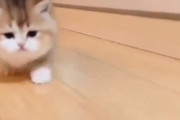走りだしたら止まらないネコ動画 ← マジでカワイすぎる