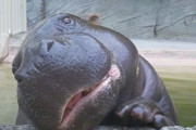 海外「これはとても愛嬌があるなw」日本の動物園で目撃されたとあるお茶目すぎるポーズの動物が可愛らしいと話題に