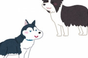「ボーダーコリーは最も賢い犬だと言われるけど、これほどだとは思わなかった…」ハスキーと散歩中のハプニング