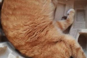 海外「これは思わず笑ってしまったよw」箱の形に完全にフィットする日本のモフモフ動物が可愛くて凄いと話題に