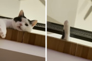 ロフトの上から覗く猫の顔と鳴き声が可愛いくてほっこり
