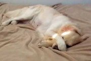 飼主さんの存在に気づかずベッドでゴロゴロしまくっていたワンコ∪・ω・∪気づいた後の反応が可愛い