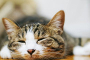 海外「朝から泣かせないでくれ・・・」7ヶ月ぶりに迷子の猫と再会した少年にもらい泣き