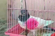 海外　ハトがスパイ容疑でインド当局に身柄を拘束される！