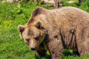 【動画】サナダムシに感染したクマの末路【閲覧注意】