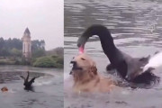 泳ぐことが大好きなゴールデンレトリバーが、湖でスイスイ泳いでいる最中に黒鳥に襲われてしまう！（中国）