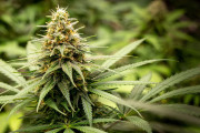 【海外】「大麻の種類は4つに分類される！あなたにぴったりの品種を見つけよう」