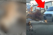 【韓国】捨て犬を轢いて行った運転手「犬1匹死んだぐらいで何故」通報者への威嚇も
