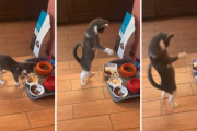 「なんじゃこりゃ〜！！」初めて見るオムレツに過剰に反応する子猫が面白い