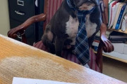 一年半も引き取りてが現れなかった犬、施設のアイデアでついに永遠の家が見つかる（アメリカ）