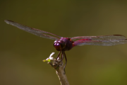 トンボ（Dragonfly）の見る世界をスローカメラ映像で表現 海外の反応
