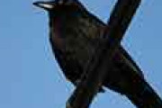 海外「日本でカラスが洗濯物のハンガーをパクるんだが…どうしたらいいの？」