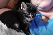 メイクーンの子猫が眠気に勝てずガックンしちゃった！