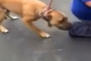 盗まれた犬が2年後に飼い主と再会した映像が泣ける　海外の反応