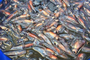 韓国人「料理に使った小さなイカ、実は日本で保護されている生物だったと知って驚いた」