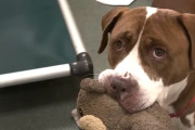 【海外】「シニア犬の優しさ！近くを通る人々にぬいぐるみを贈る老犬の物語」