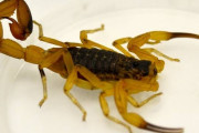 ブラジル人「お前らの家ってどれくらいの頻度でサソリ出てくる？」