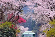 日本の春のこの光景に海外から「心が安らぐ」の声相次ぐ