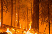 【米オレゴン州山火事】フェニックスの現状が酷すぎる