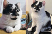 【海外】寒さの中で見つかった子猫、家猫への道を歩み始める！