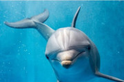 外国人「日本語の動物の名前を直訳すると面白いことになるぞ！」