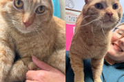 【海外】路上で見つかった猫、愛されたい一心でシェルターに突入！