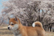 海外「日本の犬は賢くて可愛い！ウチにも一匹必要だ！」柴犬と秋田犬の違いってなに！？ 子犬の柴犬の写真が外国人に大人気ｗｗｗ