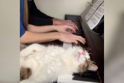 【海外】猫がピアノ演奏を邪魔する理由とは？音楽を愛する猫のかわいいエピソード！