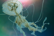 世界最凶の毒を持つ動物を手で捕らえたら…「死ぬほど危険だ」「レジ袋を海に捨てるとこうなるんだよ」海外の反応