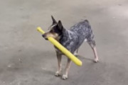 「ボールを打ち返す事が出来たよ！」器用に野球のバットを使う犬が賢い