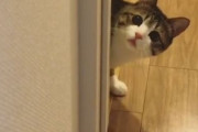 海外「これは思わず萌えてしまったよw」ひょっこりとこちらを見る日本のモフモフ動物の動きがあまりに可愛らしいと話題に