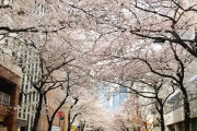 海外「日本は美しくて楽しいものがたくさんある！住んでる人は慣れちゃってるのかもしれないね」東京に咲く満開の桜を外国人が大絶賛！