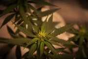 外国人「大麻に反対している理由って何？」【海外の反応】