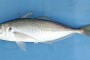 韓国人「日本では『国民的魚』なのに、韓国ではゴミとして扱われ余り食べない魚がこちらです‥（ﾌﾞﾙﾌﾞﾙ」　韓国の反応