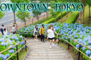 海外「東京の下町にこんな場所があるなんて」東京の下町に咲くあじさいが美しいと話題に（海外の反応）
