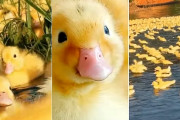 赤ちゃんアヒルの大群現る！池が黄色に染まる
