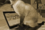 「猫がパソコンのキーボードの上に乗ってしまうので…おとり作戦を実行した」→結果